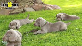 Happy Weimaraner Puppies [upl. by Lisandra]