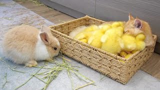 Ducklings jump into the basket to sleep with kitten Loki while bunnies run around [upl. by Appel]