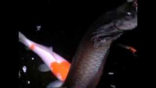 Arowana jumping out of pond for food SLOW MOTION [upl. by Eitsym636]