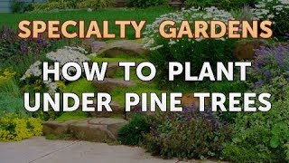 How to Plant Under Pine Trees [upl. by Nehpets]