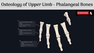 Phalanges of the Hand  Description  Attachments  Axial Line of the Hand Anatomy mbbs education [upl. by Nuahs349]