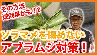 家庭菜園や農園のソラマメ栽培で株を傷付けないアブラムシ対策！今年は特に注意すべきアブラムシ害虫対策とソラマメの育て方！【農家直伝】 [upl. by Araj]