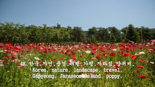 4K한국자연풍경여행가평자라섬양귀비Korea nature landscape travel Gapyeong Jaraseom Island poppy [upl. by Lienahs]