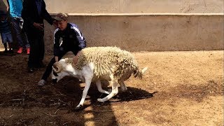 حولي جميل جدا ما شاء الله  Eid Al Adha 2017 Maroc [upl. by Anselmo208]