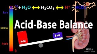 Acid Base Balance Animation [upl. by Alilak]