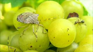 Brown Marmorated Stink Bug Feeding and Progression of Injury in Grape Clusters [upl. by Udele139]