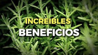 11 Hierbas de uso Medicinal 🌿 Beneficios Increíbles [upl. by Salohci168]