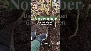 Im November gibts jetzt das im Garten zu tun 🍂🧡 ✅ pflanzen garden meinschönergarten [upl. by Salman]