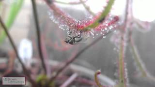 Carnivorous plants Drosera binata var multifida f extrema vs Fly [upl. by Yeslaehc]