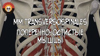 Поперечноостистые мышцы mmtransversospinales 3D Анатомия [upl. by Meisel]