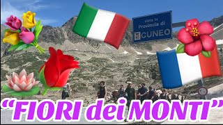 🇮🇹🇫🇷FIORI dei MONTI🇫🇷🇮🇹TRANSUMANZA OLTRALPE con BARBARA e ANDREA COLOMBERO ISOLA 2000 FR [upl. by Ettennan161]