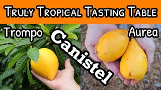 Truly Tropical Tasting Table  Two Varieties of Canistel [upl. by Modnar]