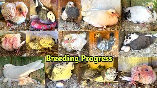 🥶Winter Season Ki Pahli 🕊️Pigeon Breeding Progress  Mere Ghar Ke Sare Kabootar ke Baccho Ka Shok🤩 [upl. by Eirotal]