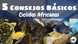 5️⃣ CONSEJOS BÁSICOS PARA INICIARTE EN UN ACUARIO DE CÍCLIDOS AFRICANOS🐟🐟🐟👋🏻🤭🤭🤭 [upl. by Three207]