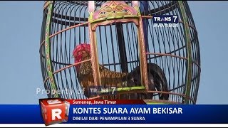 TRANS7 JATIM  Lantangnya Sang Raja Ayam Bekisar [upl. by Jerrilyn184]