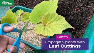 How to take leaf cuttings  Leaf propagation guide [upl. by Rye851]