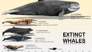 The 13 Giant Prehistoric Whales [upl. by Mommy884]