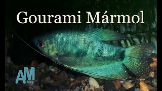 Gourami Mármol [upl. by Lyle]