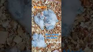 Blue Monk Parakeet  Quaker Parrot  Hand Feeding  Active chicks [upl. by Behlke]