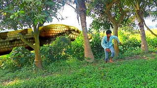 anaconda snake movie part 16 HD video  real video  Vfx St Tv [upl. by Attenwad]