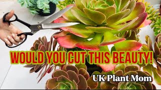 HOW TO PRUNE YOUR AEONIUMS [upl. by Bueschel]