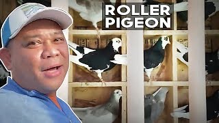 Kuya Jobert  Kalapate II Roller Pigeon [upl. by Ittocs]