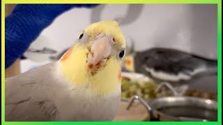 This Will Get Your Birds Attention 🦜The Bird Sanctuary  5hrs of Singing [upl. by Dragon]