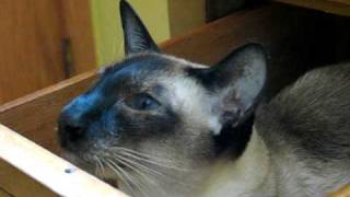 Siamese cat talks while sitting in a drawer [upl. by Fran]