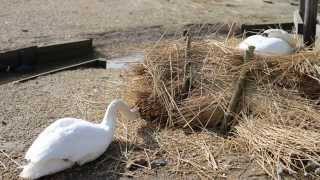 Swans in April at Abbotsbury Swannery Dorset [upl. by Zeuqram]