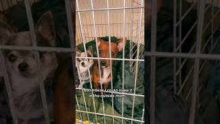 PRISON TOK dog pets chihuahua funny [upl. by Haughay]