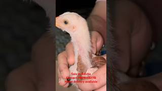 Aseel parrot beak long tail cock sale in Odisha home delivery available parrotbeak Odisha [upl. by Novihs800]