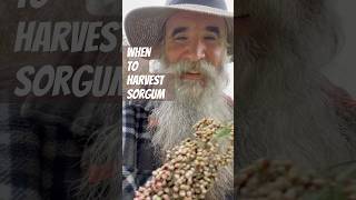 WHEN is your SORGHUM ready to HARVEST 3 Ways to KNOW For DRY STORAGE SEED COLLECTING or for FLOUR [upl. by Llevra]