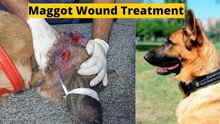 maggot wound treatment in German Shepherd  Aliyan Vets  Dr Furqan Arif [upl. by Whitnell]