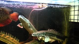 Jerry Teo Polypterus Bichir Bichir hunting frog [upl. by Wenoa691]