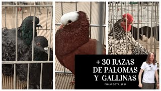 Razas de PALOMAS Y GALLINAS  Feria de AVES FIMASCOTA Valladolid [upl. by Falkner]