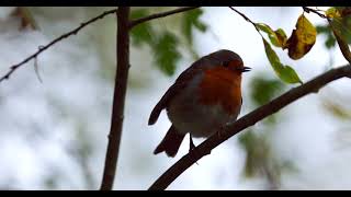 Sevenoaks Nature Reserve [upl. by Nickey615]