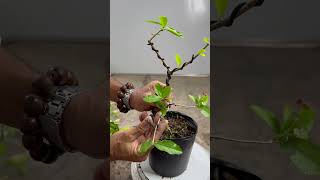 Bonsai shaping for Cherry tree [upl. by Zeke]