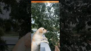 അവളെവിടെ❤❤pets puppy dog viral short shortvideo doglover pet trending [upl. by Staford612]