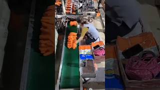 Glove factory bagging and boxing automobile bamboomachine bambooplant machine automachine [upl. by Hedvige]