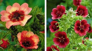 How to Plant Potentilla SummerAutumn Guide [upl. by Yelir]