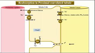 Tubular reabsorption and secretion Proximal convoluted tubule [upl. by Inez]