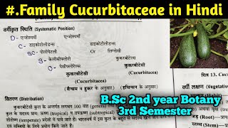 Family Cucurbitaceae in Hindi  BSc Second year Botany third Semester [upl. by Tenrag493]