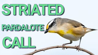 Discovering the Alluring Striated Pardalote Call [upl. by Goldner]