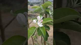 flowerapplekeşfet timeless blooming apple tree [upl. by Haianeb681]