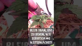 Zierpflanze Nur zur Anschauung und Erkennung 🌱🚫 legalisierung cannabis seriotica anthocyane [upl. by Eniamret968]