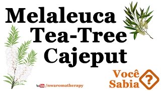 MELALEUCA  Teatree amp Cajeput [upl. by Alamaj]