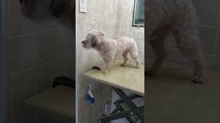 Havanese dog breed before amp after grooming transformation video 5 blade amp scissors dog grooming [upl. by Figueroa981]