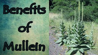 Health Benefits of Mullein [upl. by Essa]