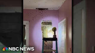 Toddler’s ‘monster’ behind wall turns out to be massive beehive [upl. by Kong]