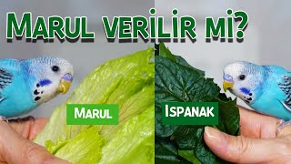 Kuşlara Marul Verilir mi Muhabbet Kuşuna Marul Zararlı mı [upl. by Auguste517]